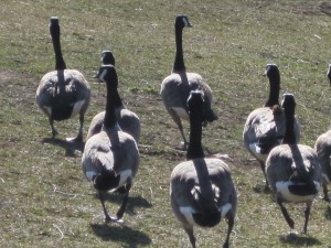 Gaggle of Geese